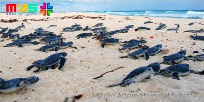 nidos de tortuga quintana roo