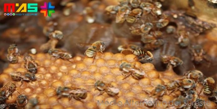 rodolfo rosas moya meliponas