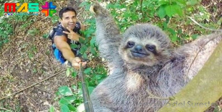 ‘Selfie’ con sonriente oso perezoso es lo más visto en Facebook, aparte memes Peña Nieto
