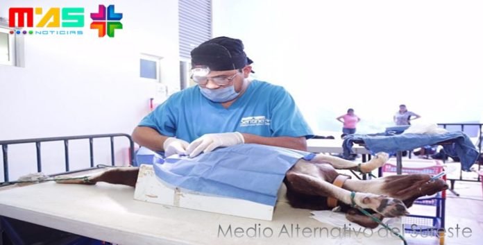 veterinario a bajo costo