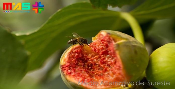 higos y abejas