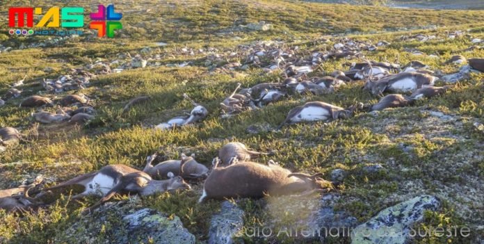 renos muerto en noruega