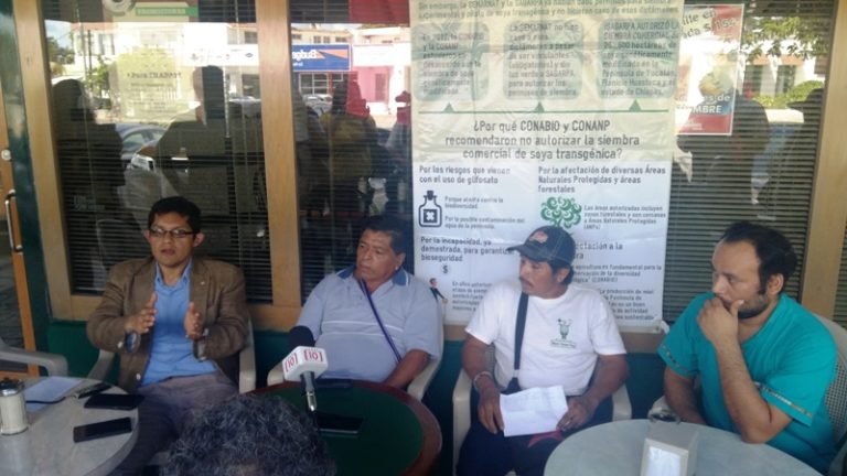 Rechaza el Consejo Regional Indígena Maya de Bacalar la siembra de soya transgénica en sus tierras.