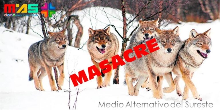 MASACRE, Noruega planea matar el 70% de su población de lobos