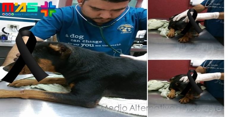 COBARDÍA Y BRUTALIDAD, Muere perrita rescatada en Plan de Ayala Sur, Mérida