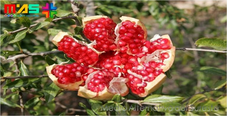 Argentina logra que la granada se convierta en un cultivo rentable, Amilcar Fernando Sala Arceo