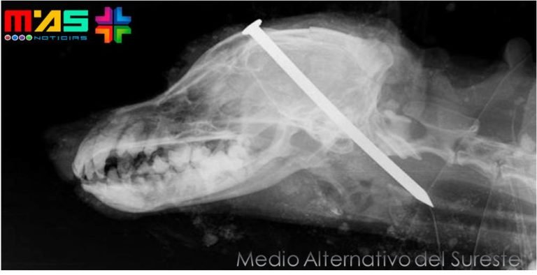 CRUEL, Encuentran un perro enterrado vivo con un clavo en la cabeza