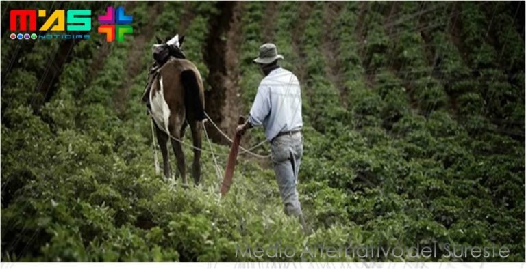 El apoyo para el pequeño agricultor, es la vía para prevenir el hambre en el mundo, Amilcar Sala