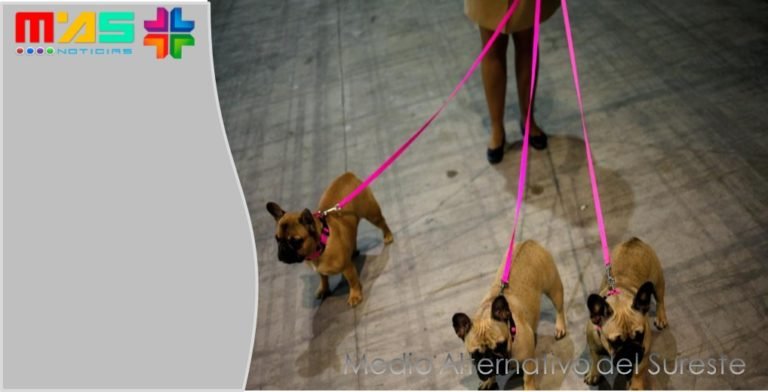 Un pueblo permite empadronar a las mascotas como vecinos