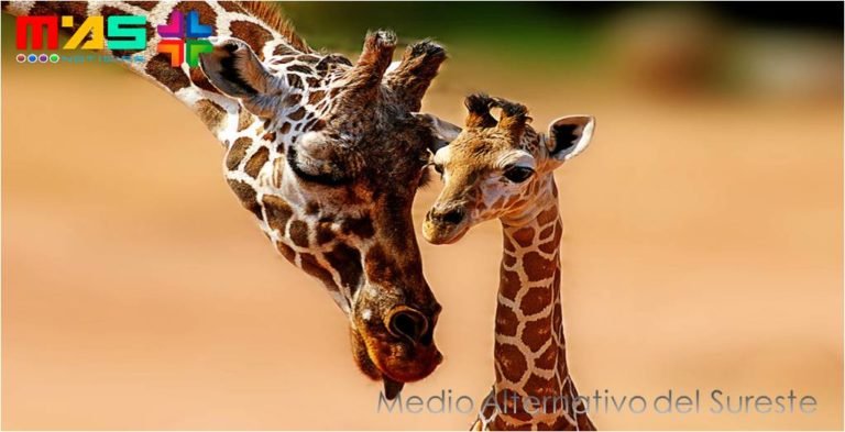 La jirafa animal en peligro de extinción