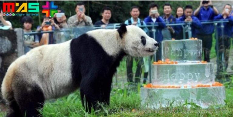 Muere Pan Pan, el panda que ayudó a salvar a su especie