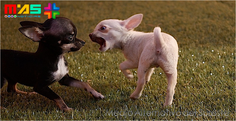 Cinco años de cárcel a quien promueva y organice peleas de perros