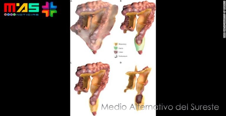MESENTERIO, el «nuevo órgano» del cuerpo humano
