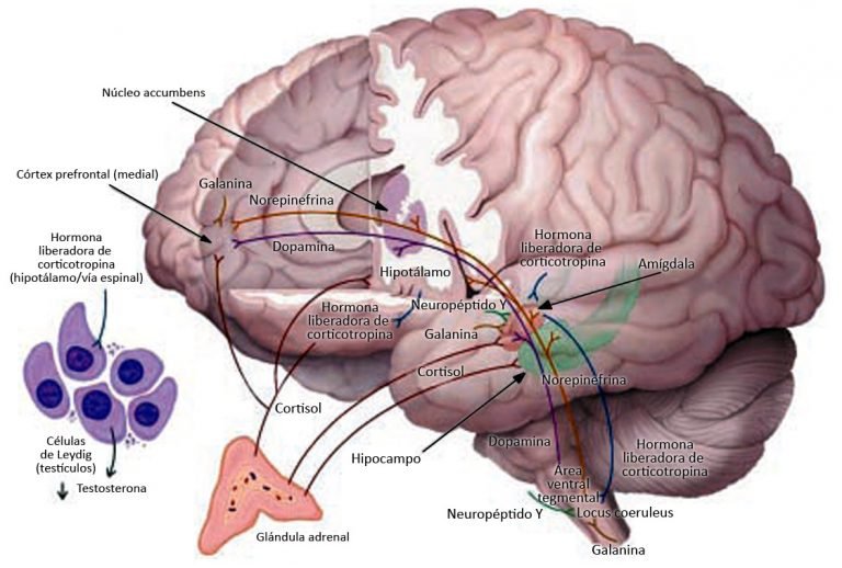 La leptina «neuropéptido Y» y su influencia en la obesidad, Axel Garcia