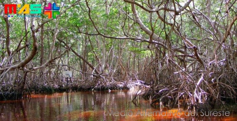 Gobierno estatal debe evitar la devastación de los ecosistemas marinos y costeros