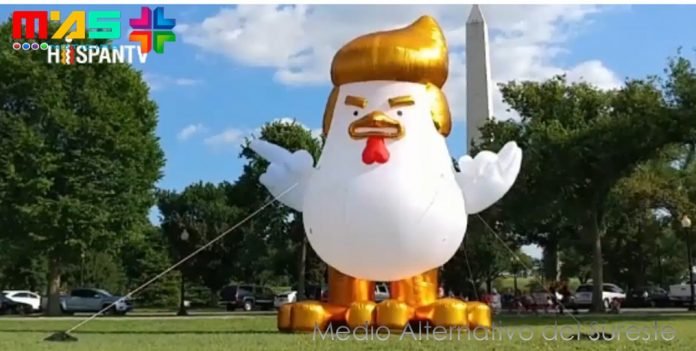 GALLO TRUMP