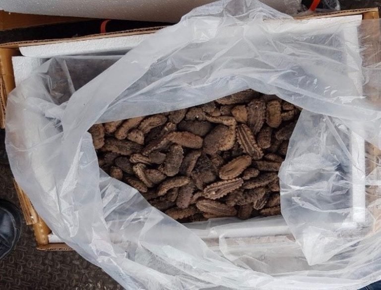 Decomisan 3,000 kilogramos de Pepino de Mar en Yucatán