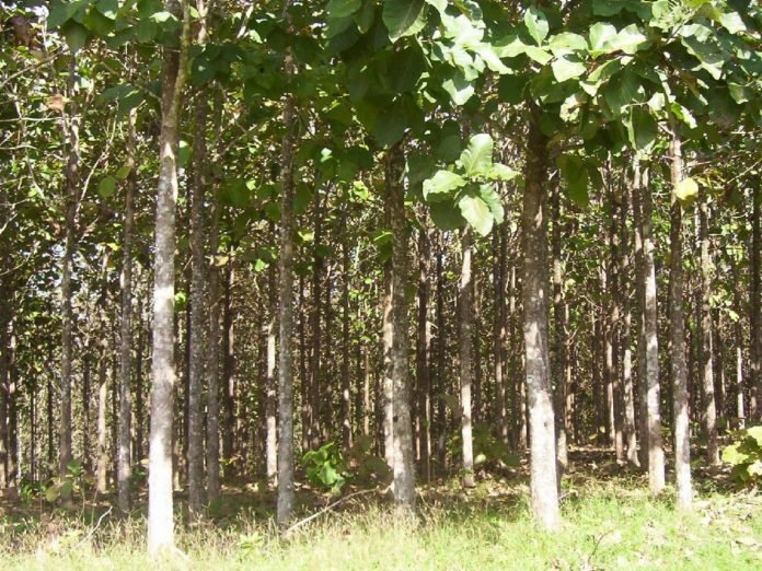 amilcar sala plantacion colombia