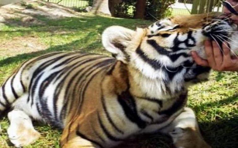 Padre e hijo atacados por un tigre en Yucatán