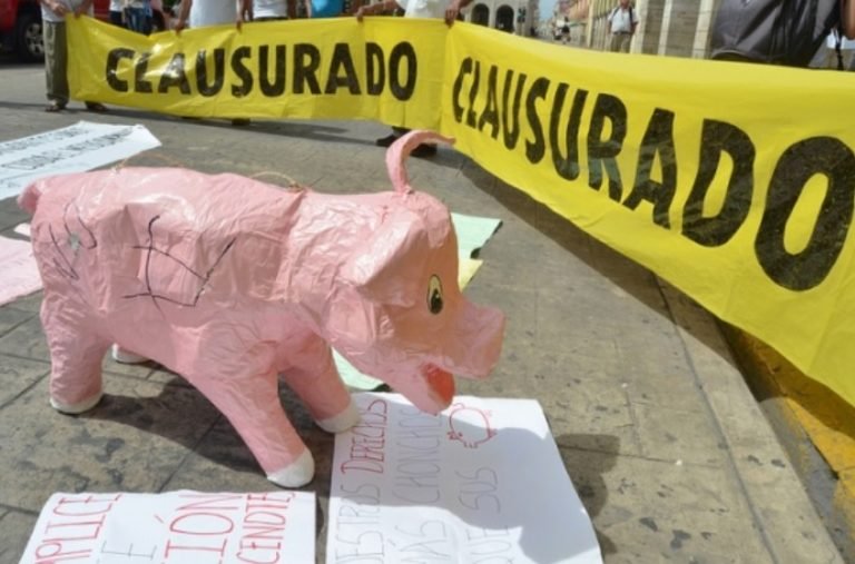 La Seduma informa al alcalde de Homún, la suspensión definitiva ordenada por autoridades judiciales federales en torno a granja de cerdos