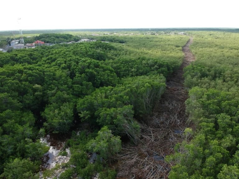 Multa y prisión por Ecocidio en San Felipe Yucatán