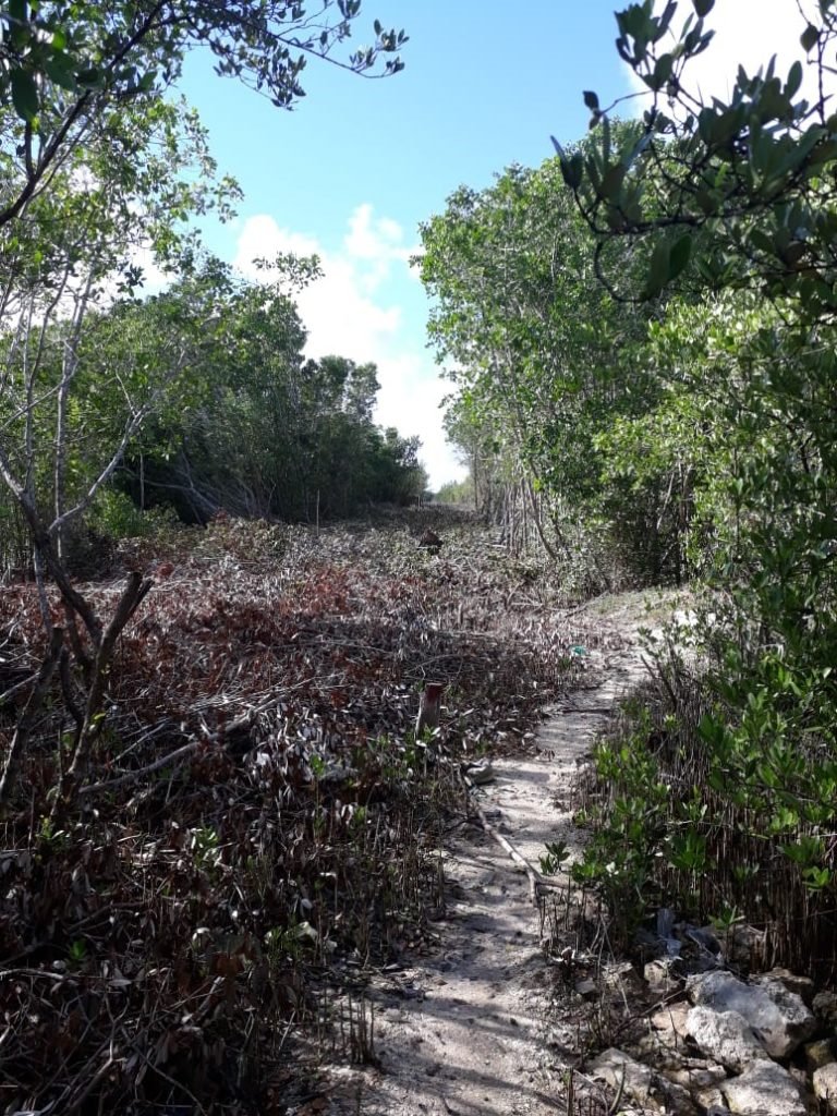 Ecocidio en los mangles de Rio Lagartos y San Felipe en Yucatán