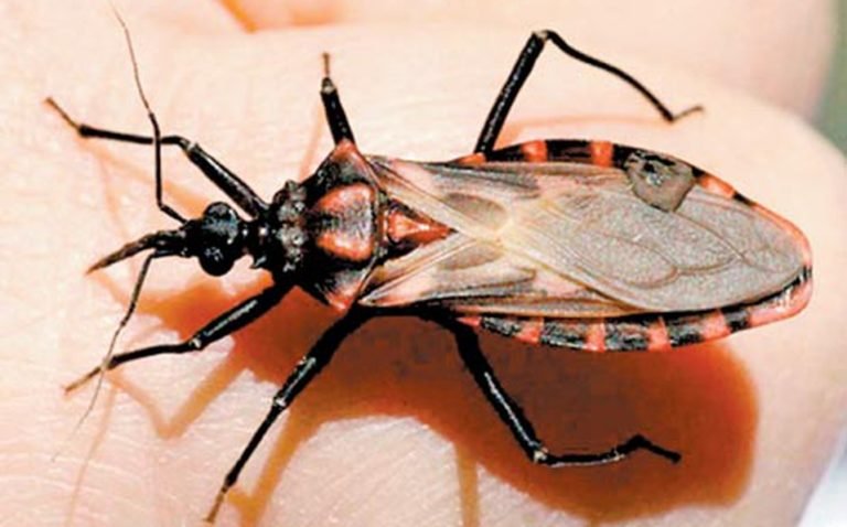 Científicos patentan compuesto químico que combate mal de Chagas