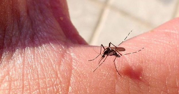 Chikugunya-mso-624x330