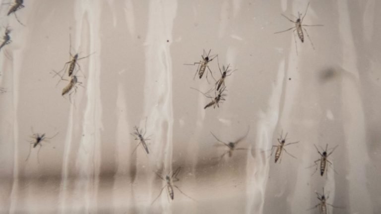 Así es como Google busca erradicar a los mosquitos en todo el mundo