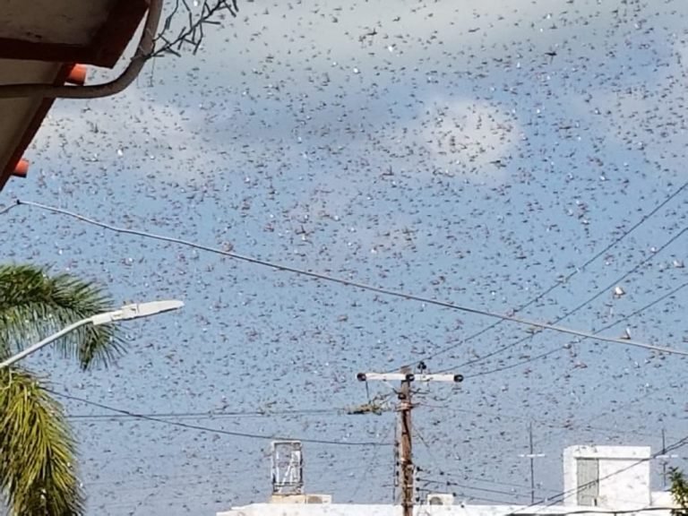 Una plaga de langostas de cinco kilometros de largo y dos de ancho invadió Progreso