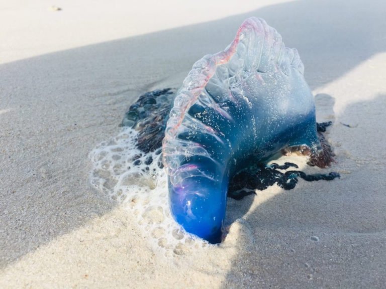 Nortes causan arribo de medusas y cnidarios a las costas de Yucatán