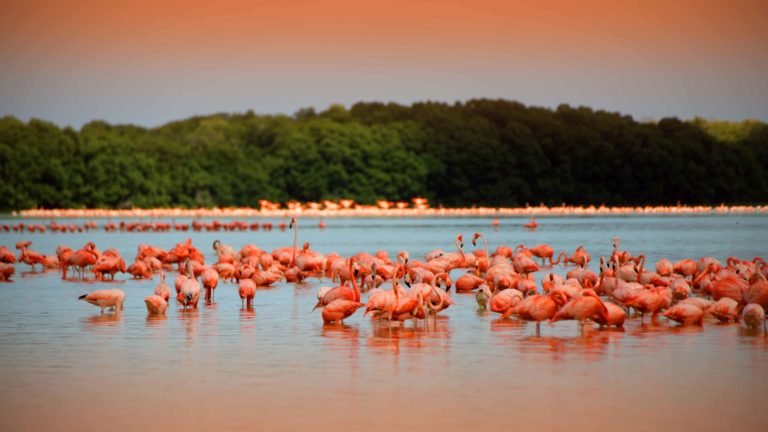 Vive el mejor San Valentín de tu vida en Yucatán @Sefotur_Yuc