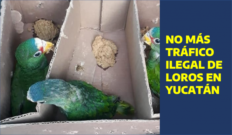 Detenidos dos traficantes de aves: trasladaban cinco loros