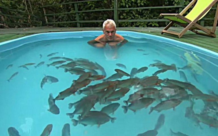 Youtuber entra a alberca llena de pirañas hambrientas; increíble final se hace viral