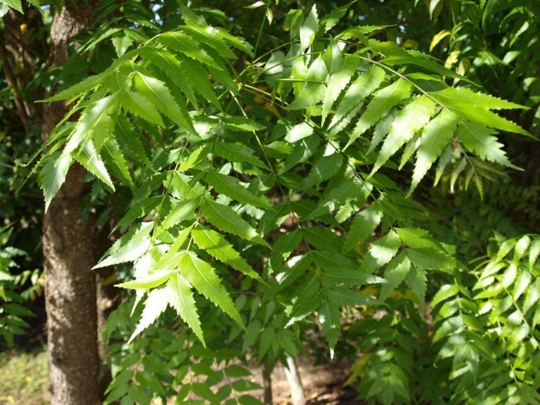 Árboles sembrados por Capetillo Proyectos benefician hoy a residentes de fraccionamientos meridanos