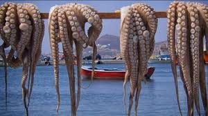 “Bucean pulpo” 3,000 furtivos