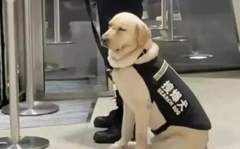 «No quería trabajar»: Perrito de seguridad se hace viral tras dormirse en plena jornada de trabajo