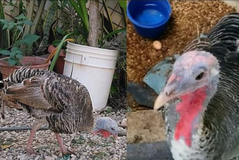 Claudia Ivette, la pavita desaparecida en la Nueva Mulsay, regresa a casa