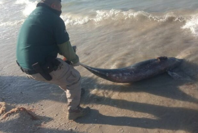 Recalan cuatro delfines muertos en costas de Chelem y Chuburná