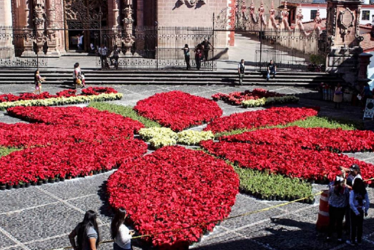 Nochebuena: Conoce la historia de la flor que embellece la Navidad