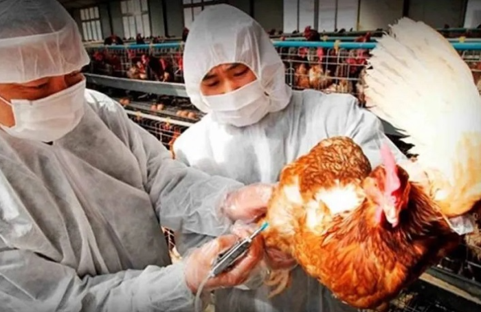 La cepa H5N1 de gripe aviar podría desatar la próxima pandemia