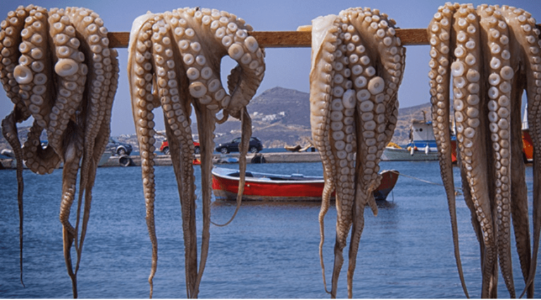 Arranca la temporada de captura de pulpo con buenas capturas