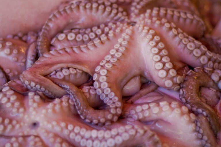 El precio del pulpo yucateco se cotiza a 70 pesos al inicio de su temporada de captura