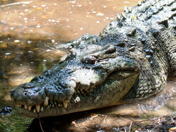 cocodrilo