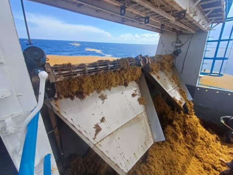 Turistas y autoridades recolectan más de 44,000 toneladas de sargazo en Riviera Maya