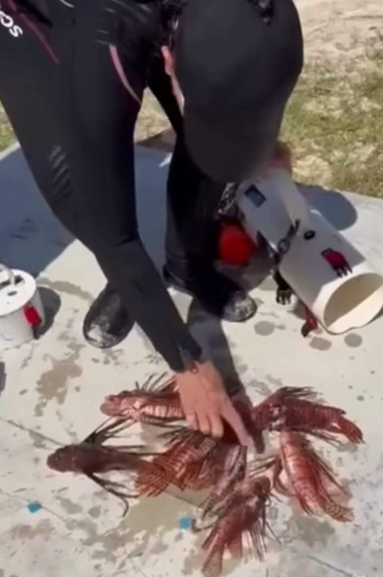 Capturan pez león en Akumal; alertan por riesgo creciente para los arrecifes del Caribe