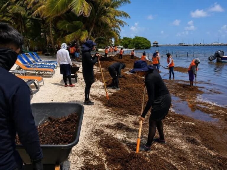 Alertan por nueva oleada de sargazo mientras continúa la limpieza en playas de Quintana Roo