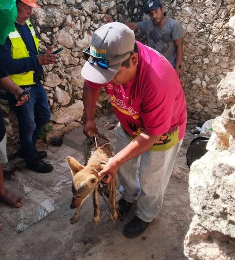 Capturan a coyote que deambulaba en calles de comisaría de Tecoh