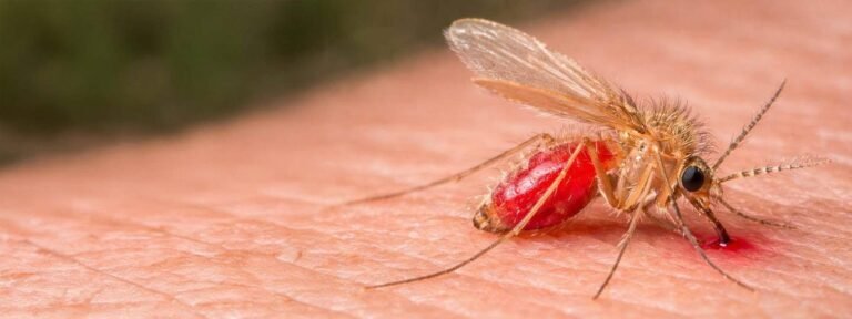 Alerta sanitaria en Yucatán: aumentan casos de “úlcera del chiclero” y llaman a reforzar prevención