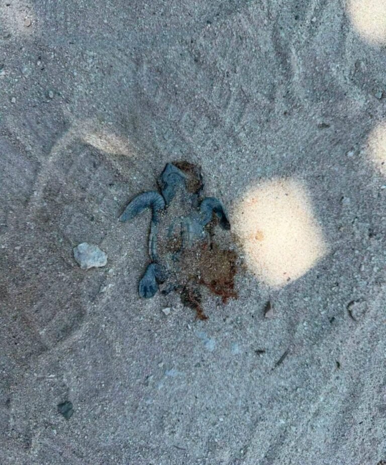 Muerte de crías de tortuga en Chuburná enciende alertas por ingreso de vehículos a la playa